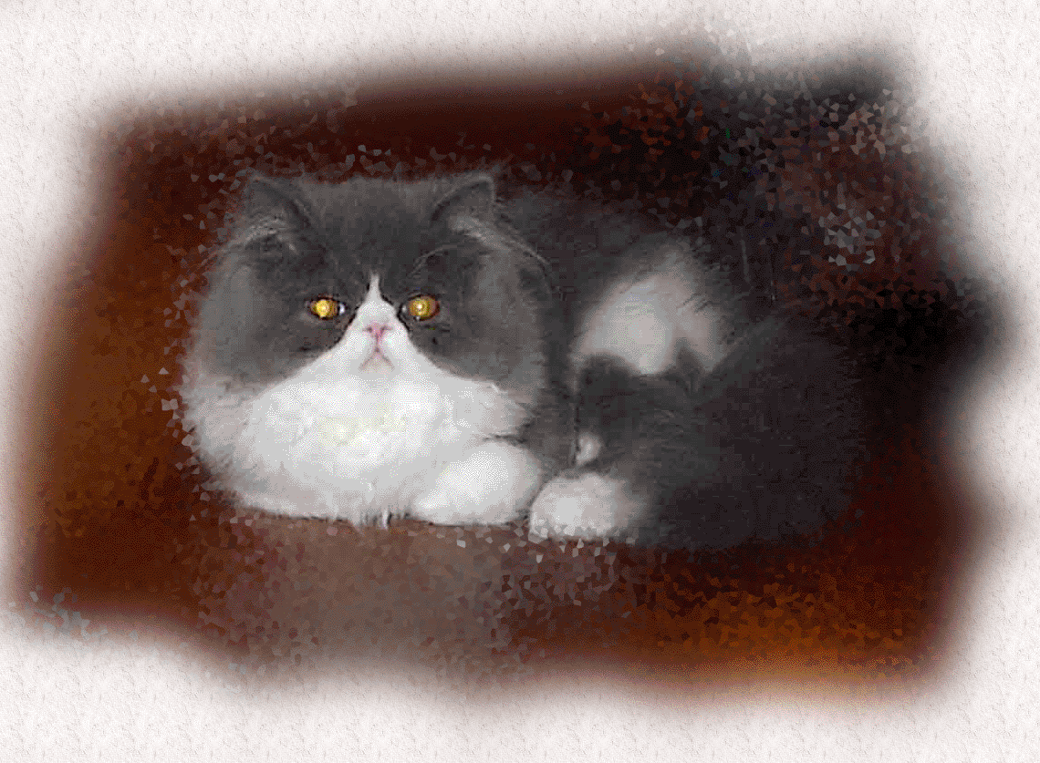 Welcome to Cattery of Kietri  -  Please click the image to enter Cattery of Kietri's webite!